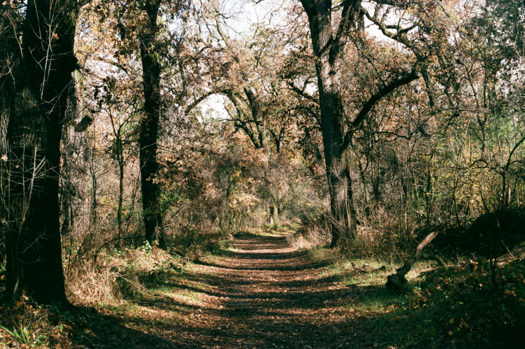 35mm film of hiking trail Chico Lower Bidwell